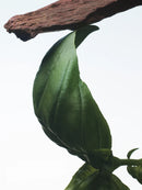 Crazy Basil Dries Van Noten Eau De Parfum 100ml