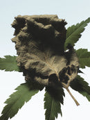 Cannabis Patchouli Dries Van Noten Eau De Parfum 100ml