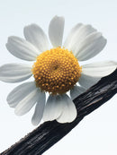 Camomille Satin Dries Van Noten Eau De Parfum 100ml