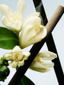 Orange Smoke Dries Van Noten Eau De Toilette 100ml