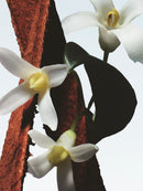 Fleur du Mal Dries Van Noten Eau De Parfum 100ml