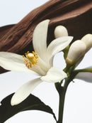 Jardin de L´orangerie Dries Van Noten Eau De Parfum 100ml