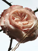 Rosa Carnivora Dries Van Noten Eau De Parfum 100ml