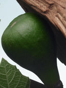 Santal Greenery Dries Van Noten Eau De Parfum 100ml