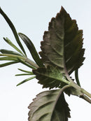 Voodoo Chile Dries Van Noten Eau De Parfum 100ml