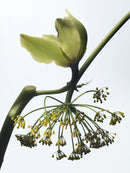 Vanille Camouflage Dries Van Noten Eau De Parfum 100ml